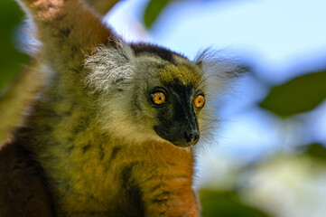 Black lemur – female , portrait (Eulemur macaco), Madagascar nature.