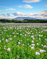 Portrait of Poppy Field and The Cheviot.  In a field near Lowick in North Northumberland a crop of...