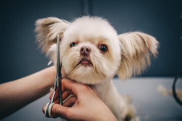 Grooming a dog in a grooming salon. Animal care.