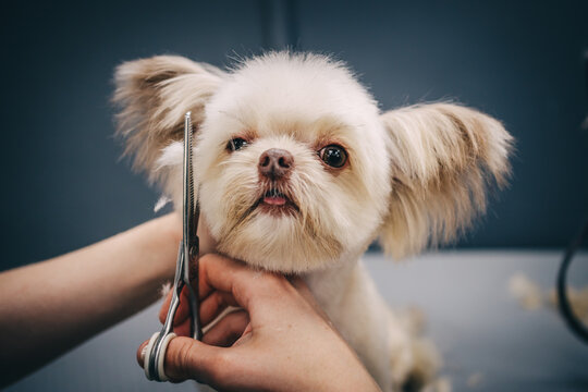 Grooming a dog in a grooming salon. Animal care.