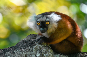 Black lemur – female , portrait (Eulemur macaco), Madagascar nature.