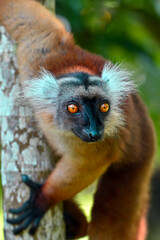 Black lemur – female , portrait (Eulemur macaco), Madagascar nature.