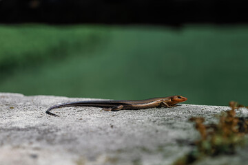 Lizard sitting on a large stone and basking in the sun, New Jersey Botanical Garden. High-quality photo