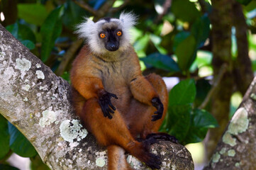 Black lemur – female , portrait (Eulemur macaco), Madagascar nature.
