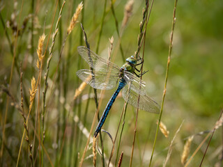 Male emperor dragonfly with damaged wing, in grass. Anax imperator.