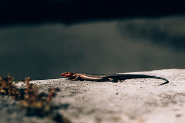 Lizard sitting on a large stone and basking in the sun, New Jersey Botanical Garden. High-quality photo