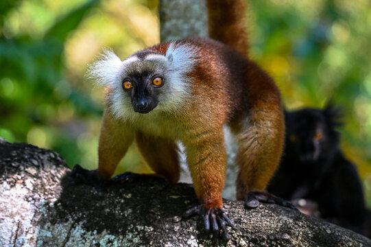 Black lemur – female , portrait (Eulemur macaco), Madagascar nature.