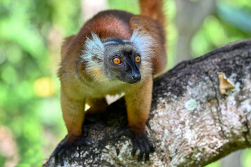 Black lemur – female , portrait (Eulemur macaco), Madagascar nature.
