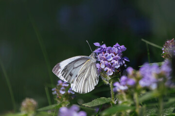 Kohlweißling auf Blüten dunkler Hintergrund soft