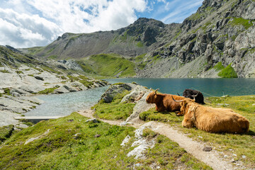 Highlandrinder an der Innquelle, Lunghinsee im Engadin / Schweiz