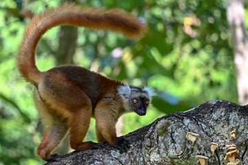 Black lemur – female , portrait (Eulemur macaco), Madagascar nature.
