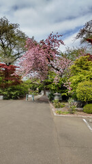 寺の木 temple tree