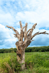 Dry tree trunk many branches. background is a bright green meadow. under the beautiful blue sky.