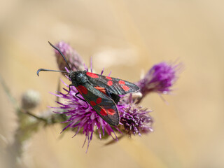 Six-spot burnet moth Zygaena filipendulae on thistle flower.