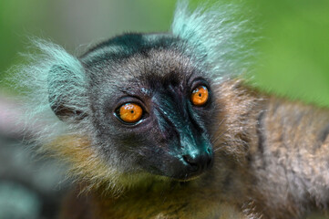 Black lemur – female , portrait (Eulemur macaco), Madagascar nature.
