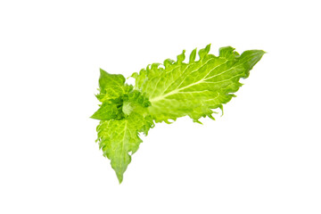 Fresh mint leaves isolated on white background. Green curly mint