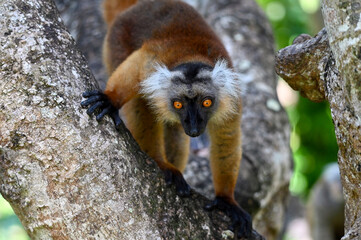 Black lemur – female , portrait (Eulemur macaco), Madagascar nature.