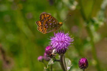butterfly on flower