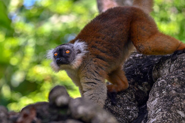 Black lemur – female , portrait (Eulemur macaco), Madagascar nature.