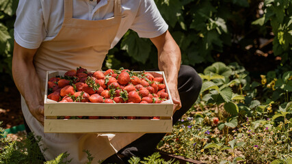 Farmer is holding a wooden box full with delicious strawberries. .