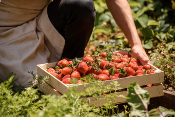 Farmer is holding a wooden box full with delicious strawberries. .