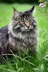 Obraz premium Maine-coon cat portrait on nature summer background.