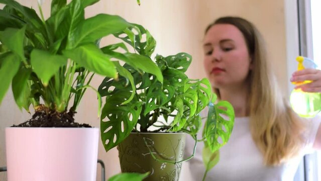 Young woman is spraying the leaves of monstera monkey mask in flower pot. Looking after houseplants