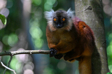 Black lemur – female , portrait (Eulemur macaco), Madagascar nature.