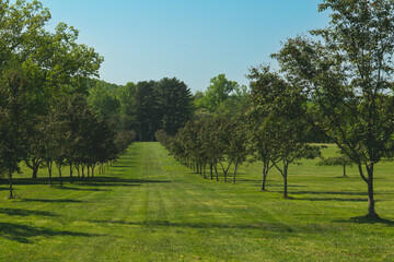 Apple trees alley park garden outdoor summer landscape, New Jersey Botanical Garden. High-quality photo