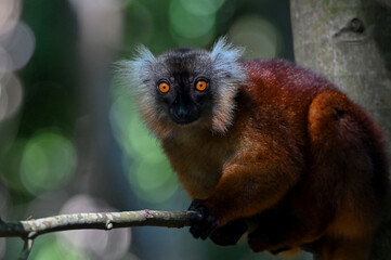 Black lemur – female , portrait (Eulemur macaco), Madagascar nature.