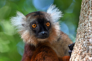 Black lemur – female , portrait (Eulemur macaco), Madagascar nature.