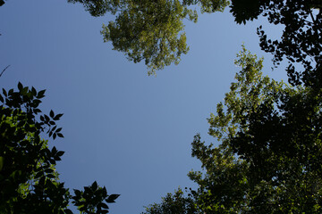 Bottom view of the crowns of trees. Natural frame in the shape of a heart. Valentin`s day.