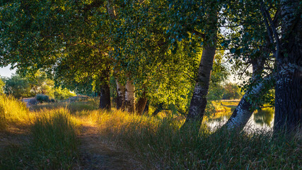 Obraz premium Sunny summer morning on meadow near river. Scenic rural landscape.Green background. forest misty morning fog willow birch tree Countryside beautiful Dniester (Nistru) National Park Moldova