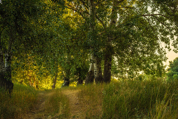 Fototapeta na wymiar Sunny summer morning on meadow near river. Scenic rural landscape.Green background. forest misty morning fog willow birch tree Countryside beautiful Dniester (Nistru) National Park Moldova