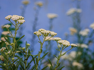 Milfoil flowers in meadow macro photo. Medical herb, Achillea millefolium, yarrow or nosebleed...