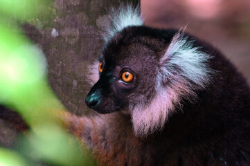Black lemur – male , portrait (Eulemur macaco), Madagascar nature.