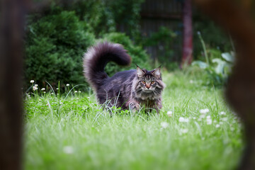 Obraz premium Beautiful large fluffy cat with long fluffy tail walks in the yard on green lawn in sunny day.