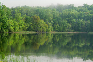 Cormorant flying over the water in foggy day in New Jersey Botanical Garden. High-quality photo