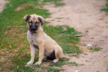 Stray dog puppy eyes homeless street dog puppy A sad-looking street dog with folded ears looks at the camera. rural soil road grass green.