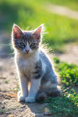 Fototapeta premium white gray Cat Little grey kitten. Portrait cute ginger kitten. happy adorable cat, Beautiful fluffy cat lie in grass outdoors in garden sunset light golden hour