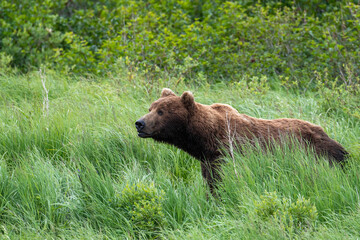 Fototapeta na wymiar Alaskan brown bear feeding