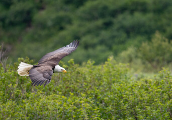 Bald eagle in flight at McNeil River