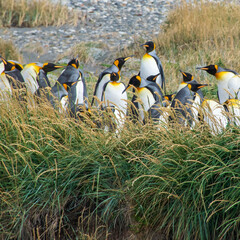 colonia de pingüinos rey en su medio natural - obrazy, fototapety, plakaty