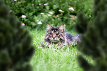 Maine-coon cat portrait on nature summer background.