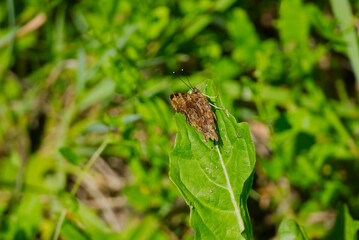 Comma butterfly (Polygonia c-album) with closed wings sitting on a green leaf in Zurich, Switzerland