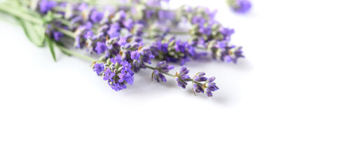 Lavender flowers on a white close-up