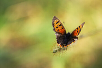 Fototapeta na wymiar Orange and mottled butterfly macro closeup green blurred soft background