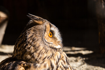 A portrait of a long eared owl, bird of prey. Copy space