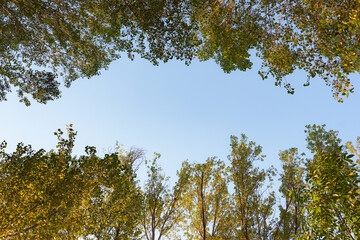 Trees surrounding the blue sky. Copy space