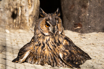 A close up view of a long eared owl, bird of prey sitting on the ground
